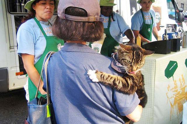 Street cat sez: "I fully support this move to drop free soy milk!"